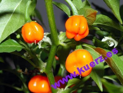 Habanero-Früchte (Capsicum chinense)